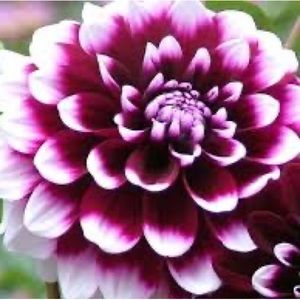 Meet your Posher, Randi